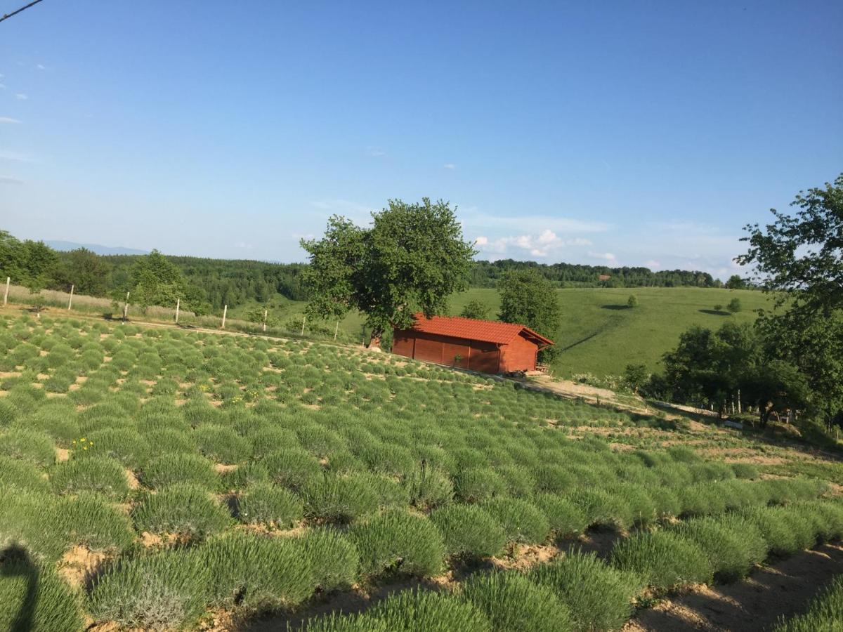 Bed and Breakfast Rose Hip Hill Farm Valea Tirnei Екстер'єр фото
