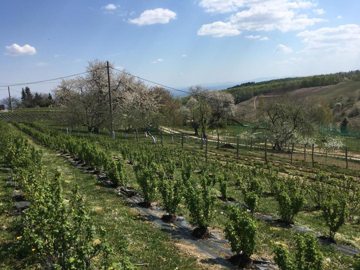 Bed and Breakfast Rose Hip Hill Farm Valea Tirnei Екстер'єр фото
